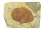 Fossil Leaf (Zizyphoides) - Montana #269463-1